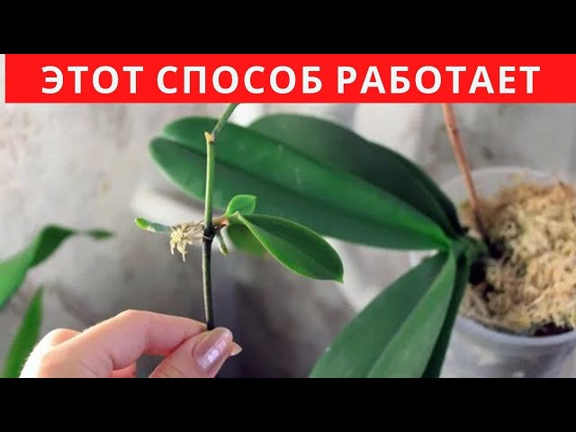 Простой и рабочий способ размножения орхидей