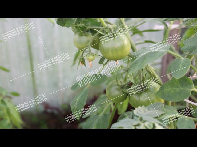 Мало завязей на томатах? Эта подкормка повысит число завязей на помидорах во время цветения!