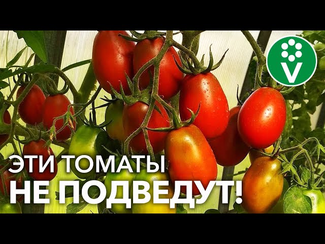 Вкусные, урожайные, неприхотливые! 5 сортов томатов для следующего сезона!