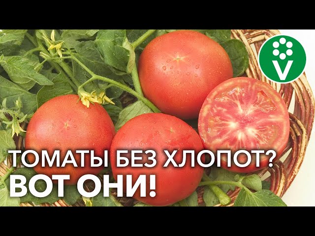 Эти томаты устойчивы к самым злостным заболеваниям! Хлопот не доставят, вкусом порадуют!