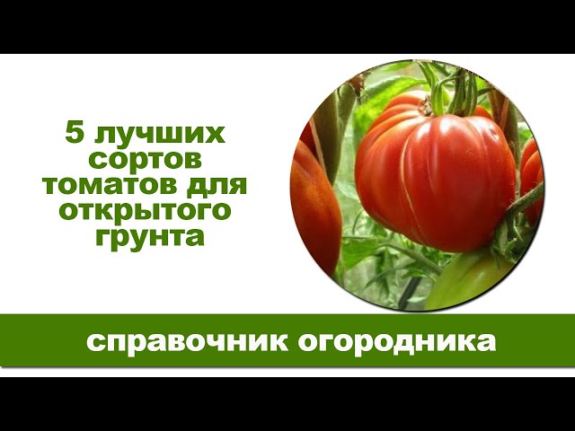 5 лучших сортов томатов для открытого грунта