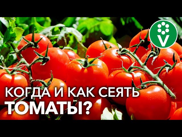 Узнайте точную дату посева томатов в 2022 г! Секреты идеальной рассады!