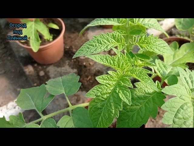 Вторая подкормка, расстановка и высадка рассады томатов