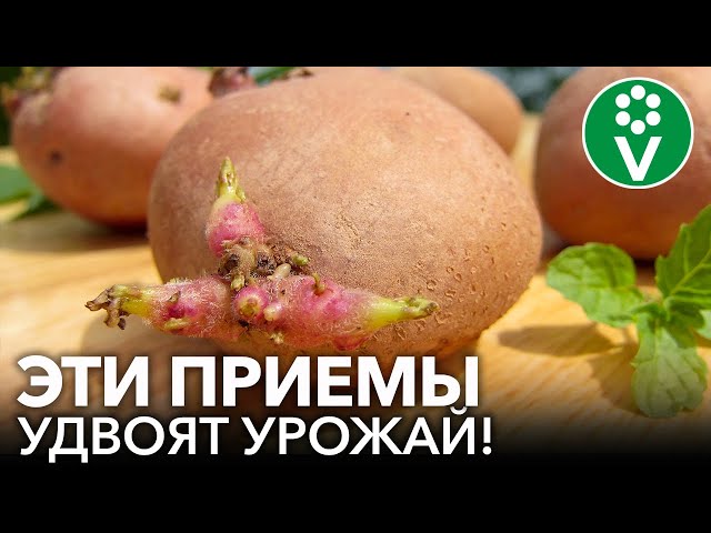 Золотые правила подготовки клубней картофеля к посадке! Урожай картошки будет всем на зависть!