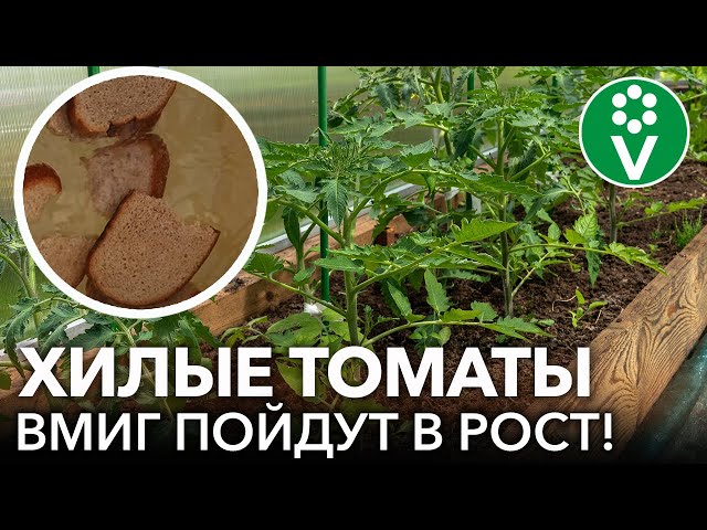 Лучшие натуральные подкормки для томатов! Как повысить урожай томатов без использования химии