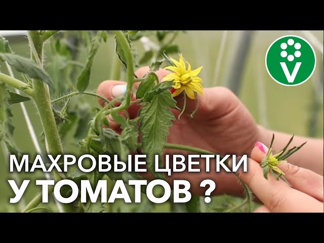Удалите эти цветы у томатов сразу как увидите! Причины махровости цветков и последствия
