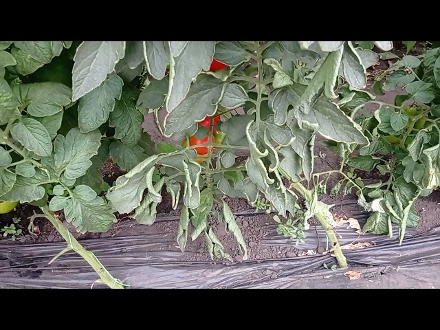 Как предупредить скручивание листьев на томатах