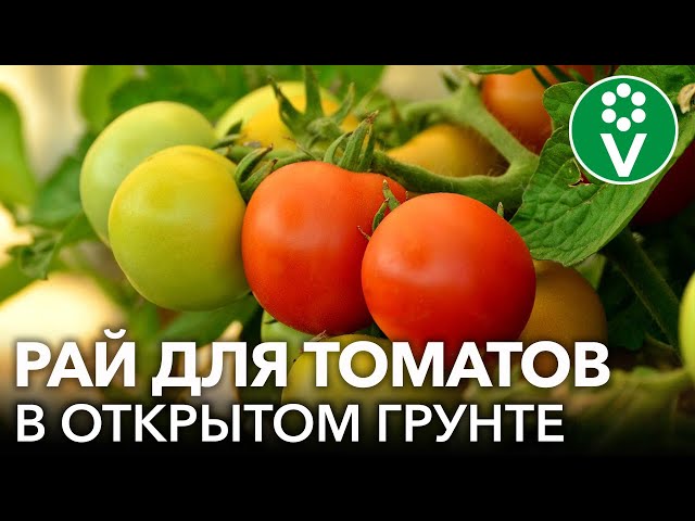 Как получить максимальный урожай томатов в открытом грунте без использования химии?