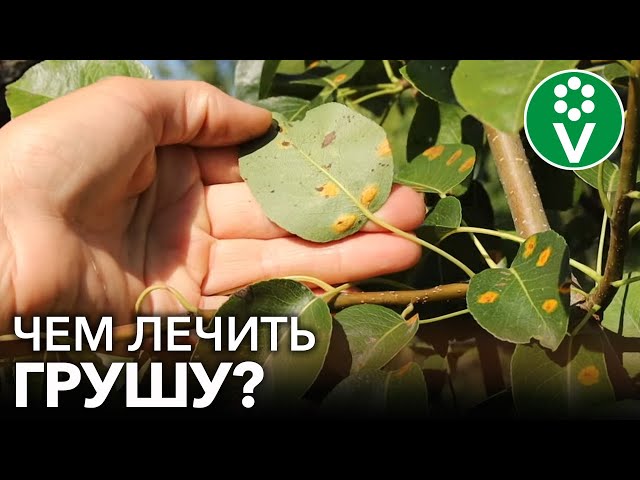 Листья на груше чернеют, покрываются пятнами? Причины и проверенные способы лечения