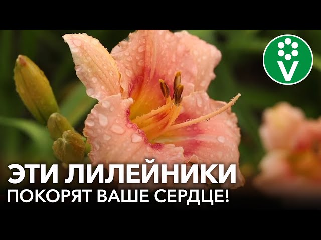 5 красивых и длительно цветущих лилейников, которые непременно вам понравятся!
