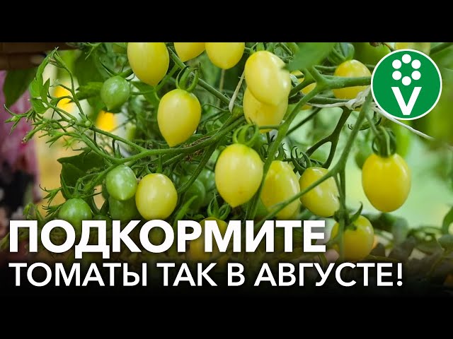 Подкормки томатов во время плодоношения: для быстрого налива, крупных и сладких плодов!