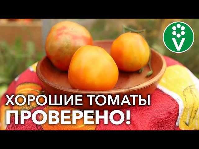 Проверенные сорта томатов: обзор. Причины неравномерной окраски плодов и какой подкормкой исправить