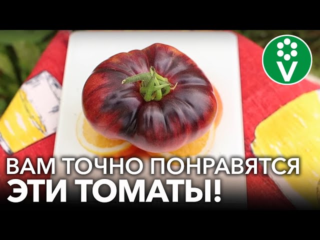 4 сорта томатов, которые меня поразили в 2022 г! Почему у крупноплодных томатов кривые плоды?