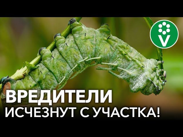 Таинственный отравитель листогрызущих насекомых-вредителей! Уникальный биопрепарат в помощь каждому!