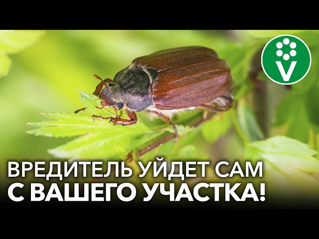 Избавьтесь от личинок майского жука с гарантией! 3 работающих способа для борьбы с хрущами без химии