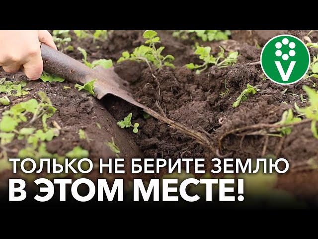 Как заготовить лучший грунт для рассады осенью? Идеальная и бесплатная почва для рассады