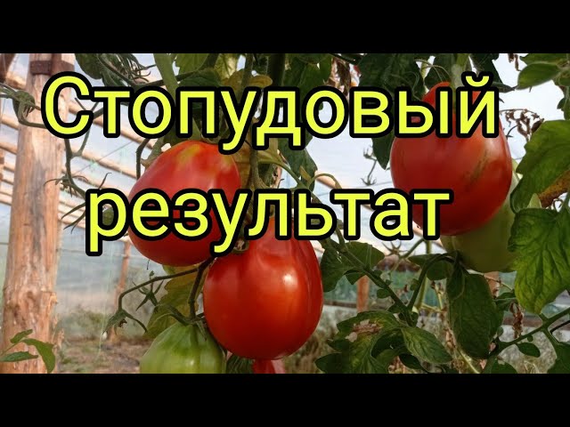 Устойчивый к болезням и вредителям сорт томата