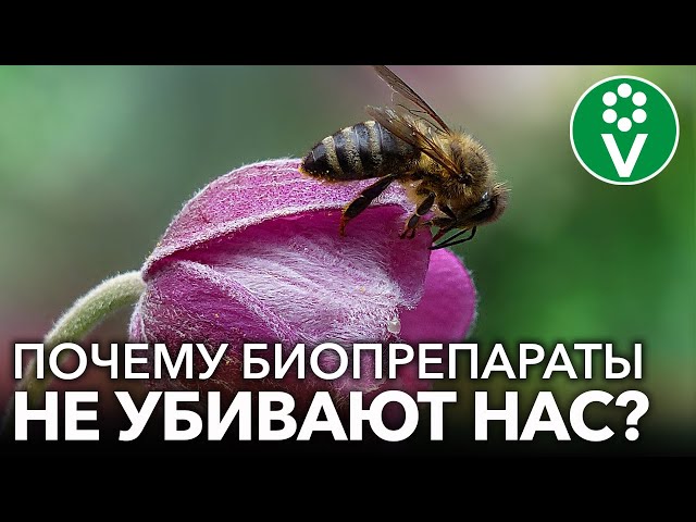 Почему биопрепараты убивают до 200 вредных насекомых, но безопасны для человека, червей и пчел?
