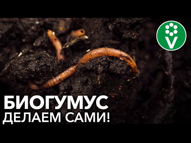 Как сделать биогумус (вермикомпост) своими руками как приманить червей на свой участок