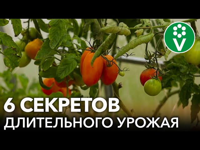 Что делать в теплице, чтобы в ноябре еще собирать урожай томатов, биолог поделилась своими секретами